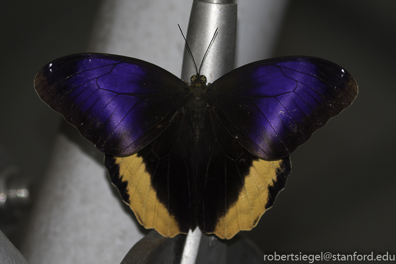 California Academy of Science 2019